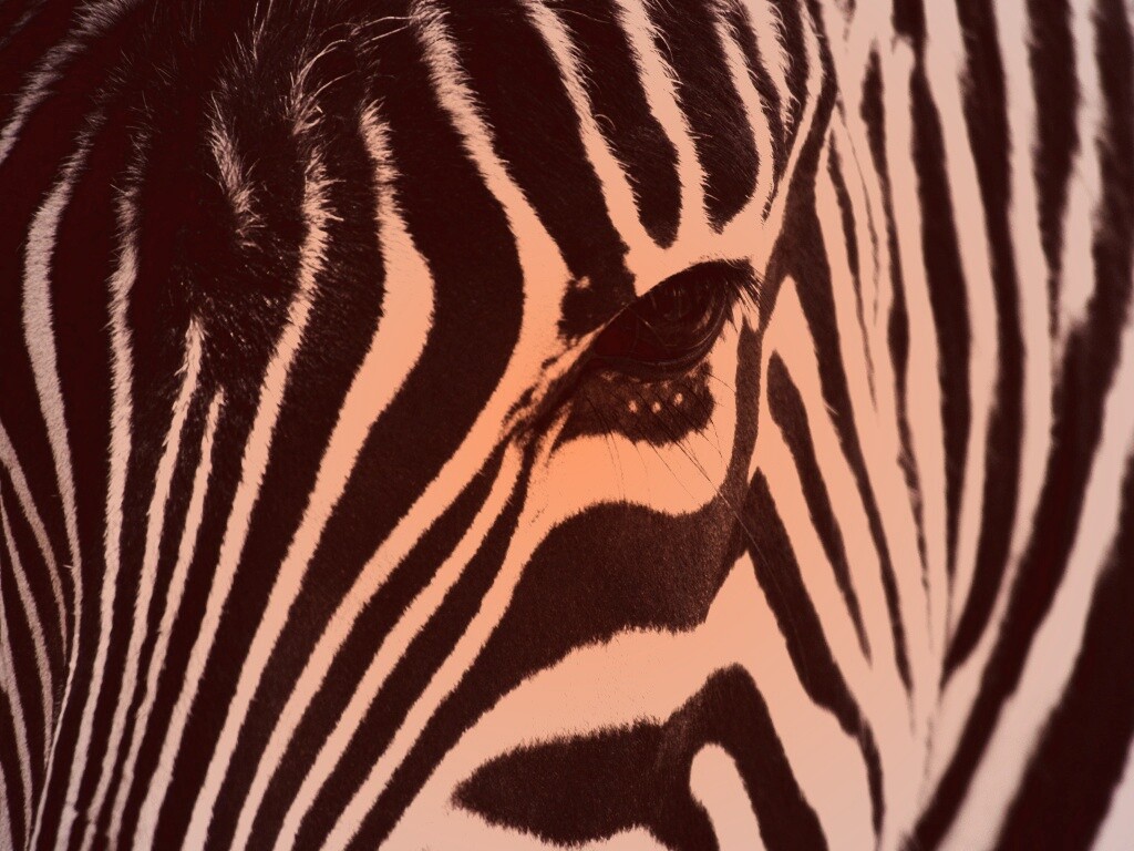 Зебра обои