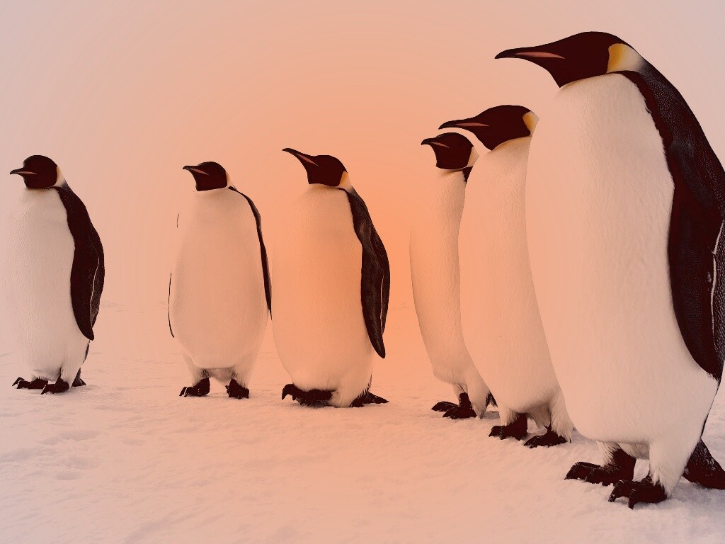 Слет пингвинов обои