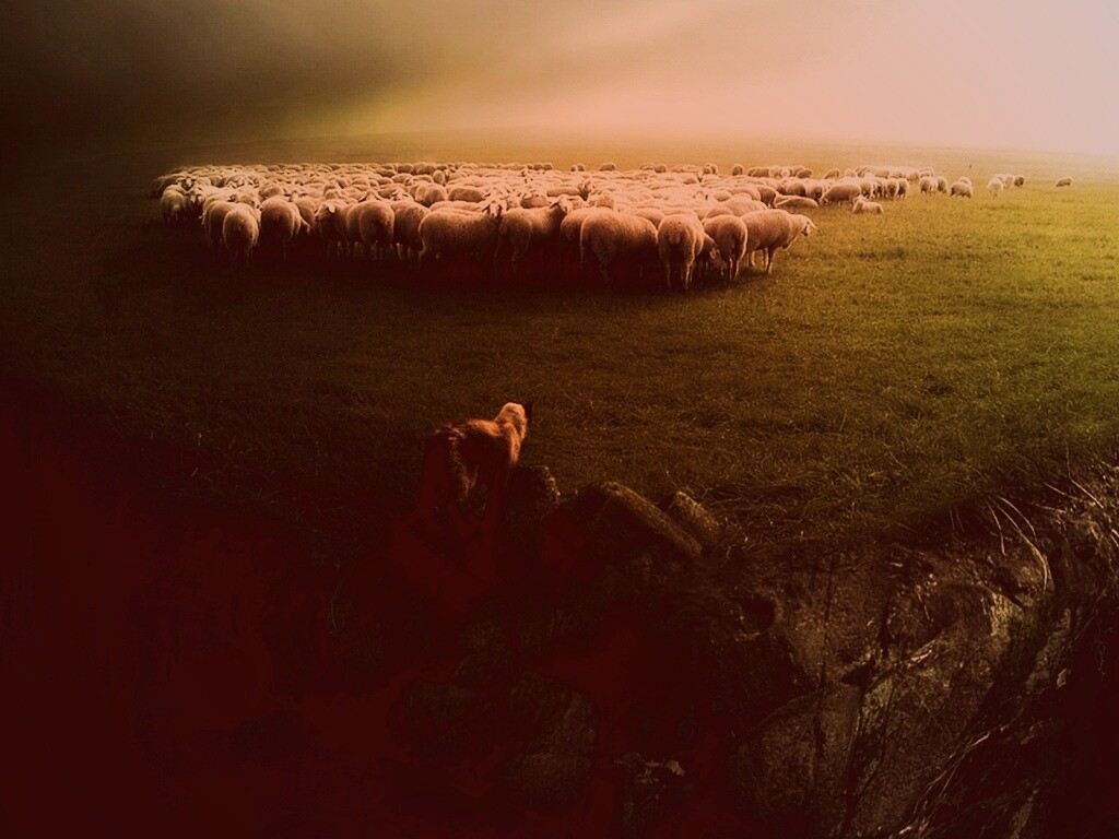 Волк и овцы обои