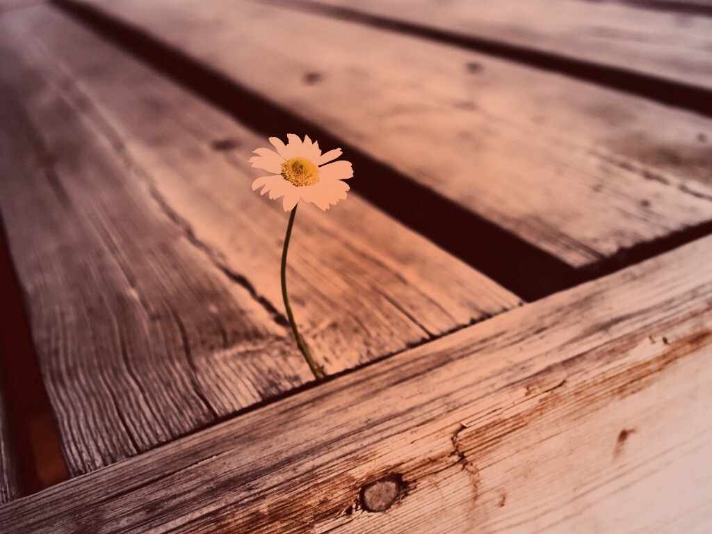 Жизнь среди смерти обои