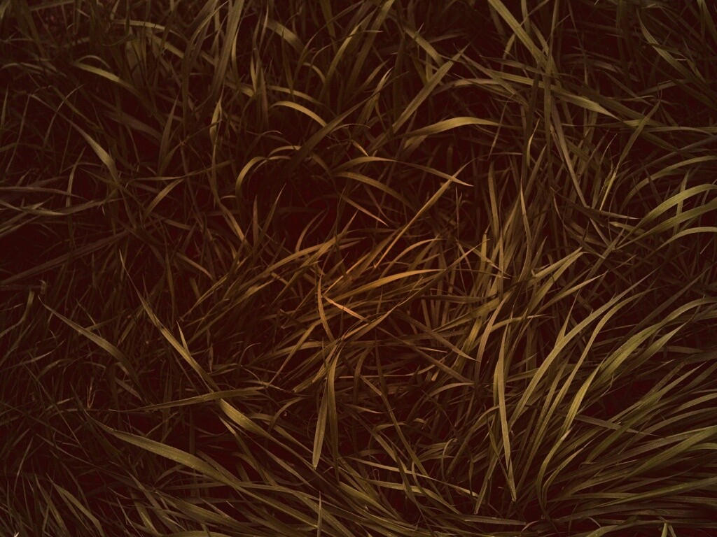 Зеленая трава обои