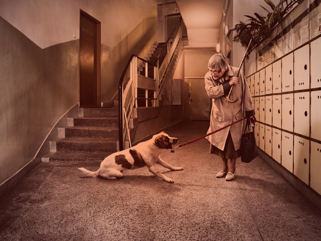 Непослушная собака обои