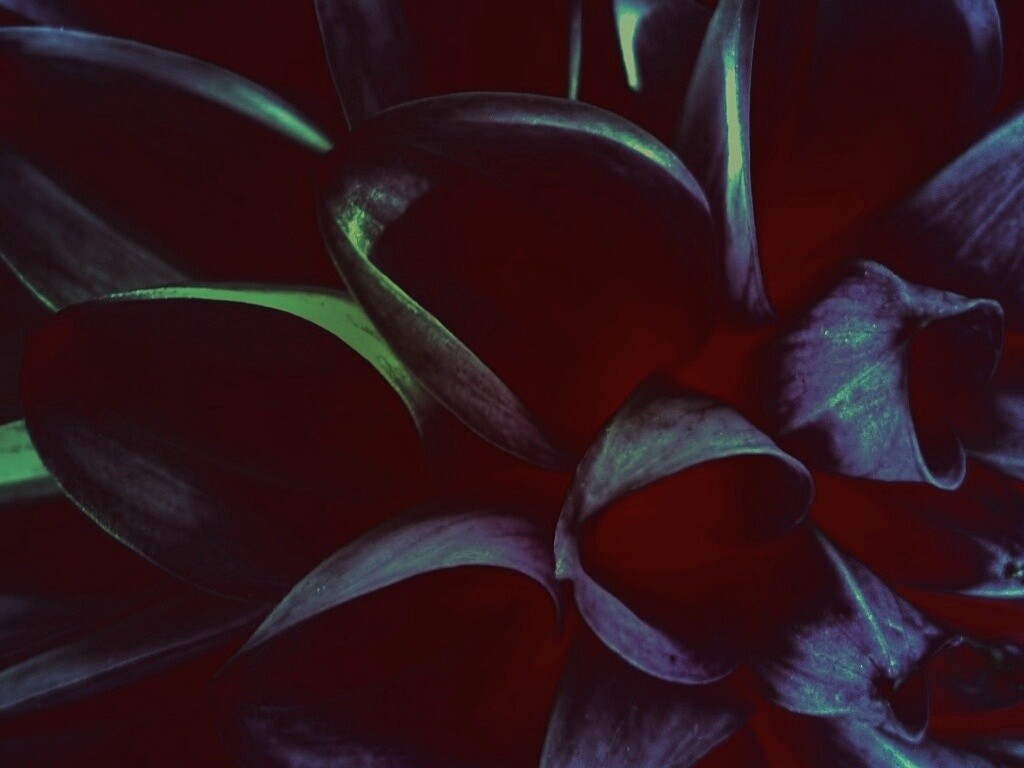 Лепестки обои