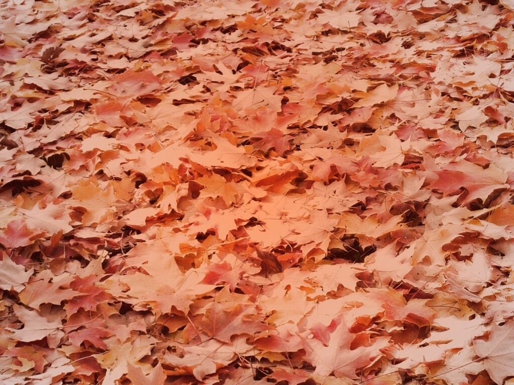 Листья клена обои