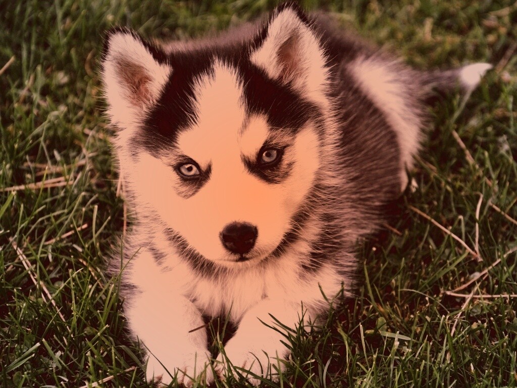 Голубоглазый щенок хаски обои