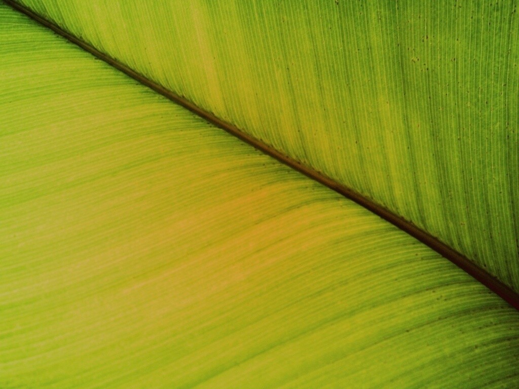 Зеленый лист обои