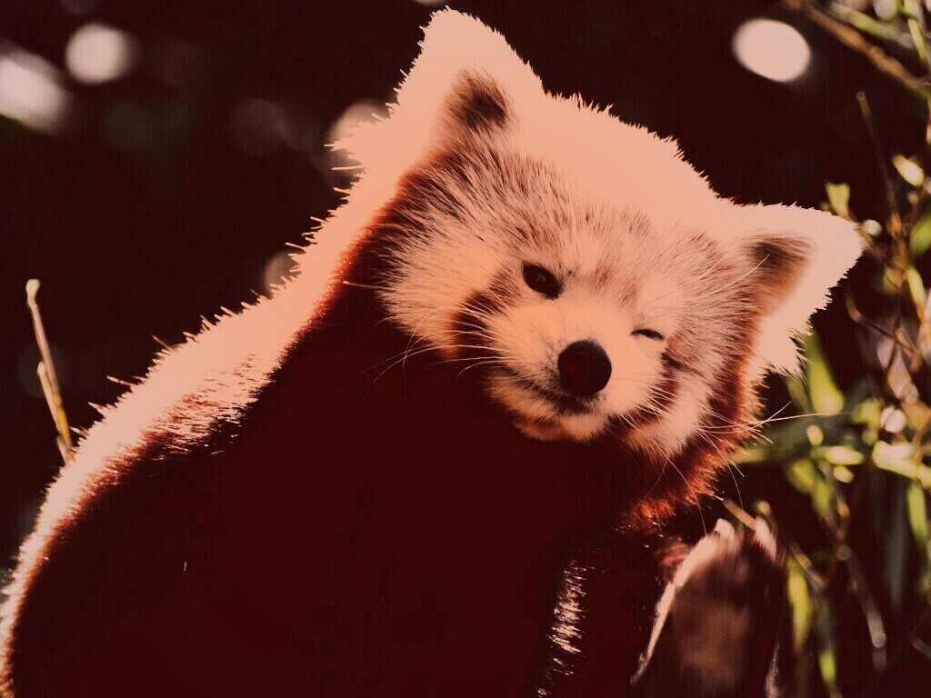Красная панда подмигивает обои