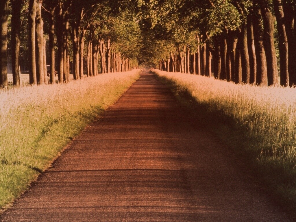 Живописная аллея обои