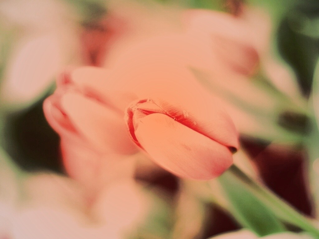 Красивый тюльпан обои