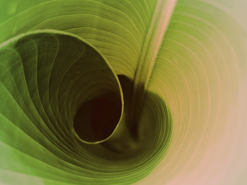 Зеленый лист трубочкой обои