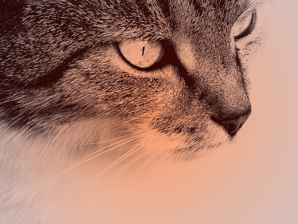 Очень красивый кот обои