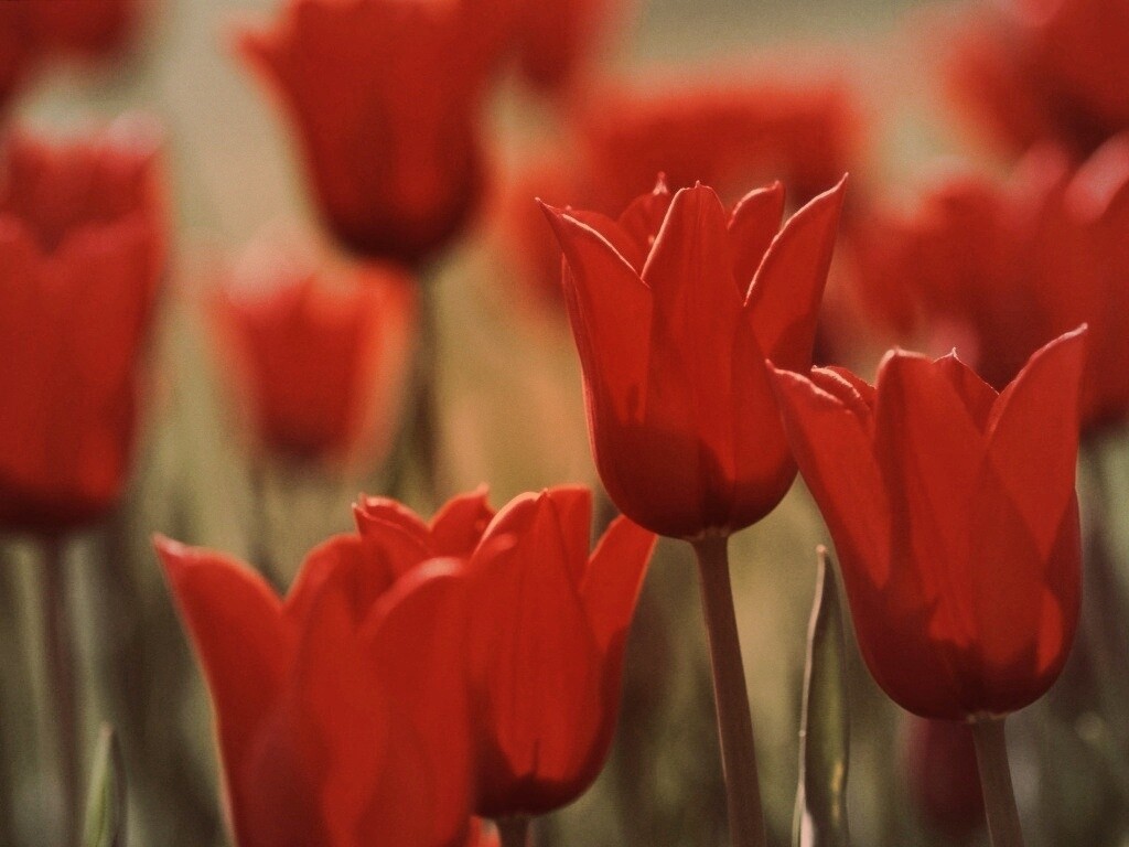 Красные цветы обои