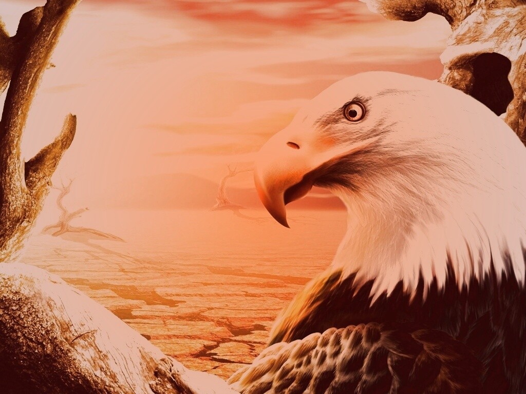 Нарисованный орел обои