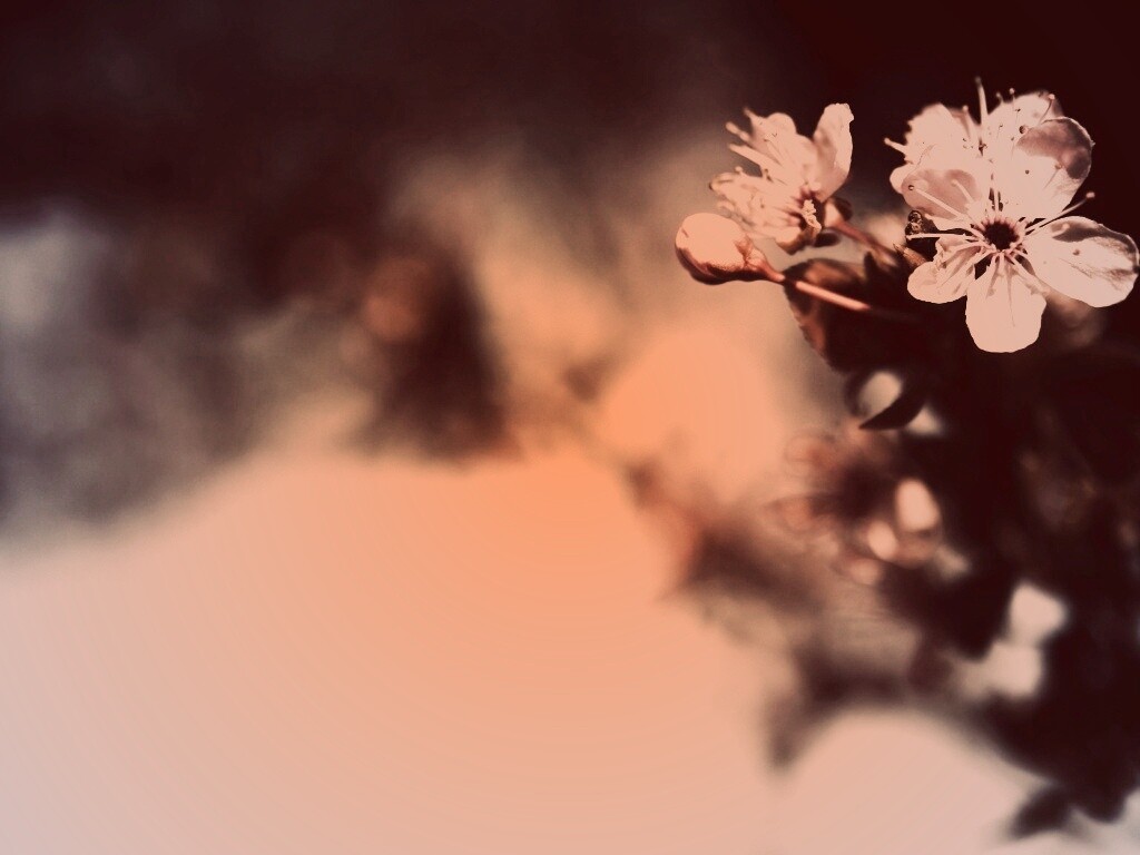 Цветок вишни обои