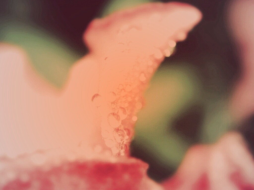 Капли росы на лепестке обои