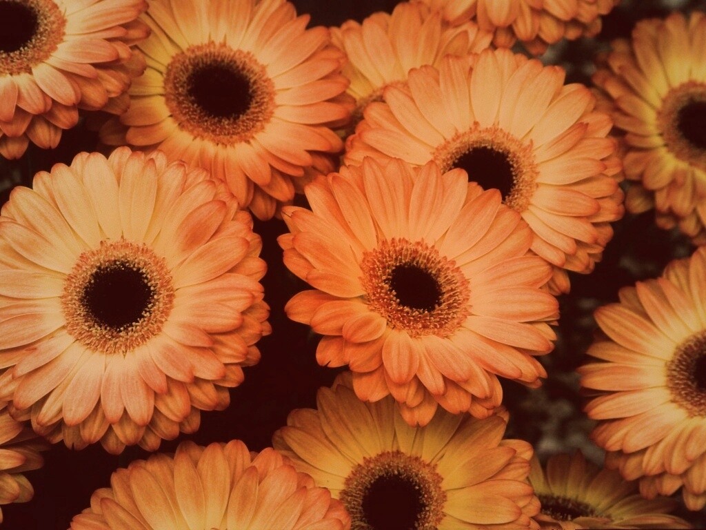 Желтые герберы обои