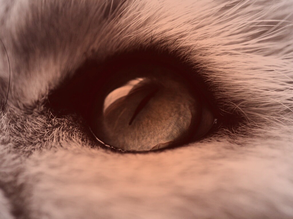 Кошачий глаз обои