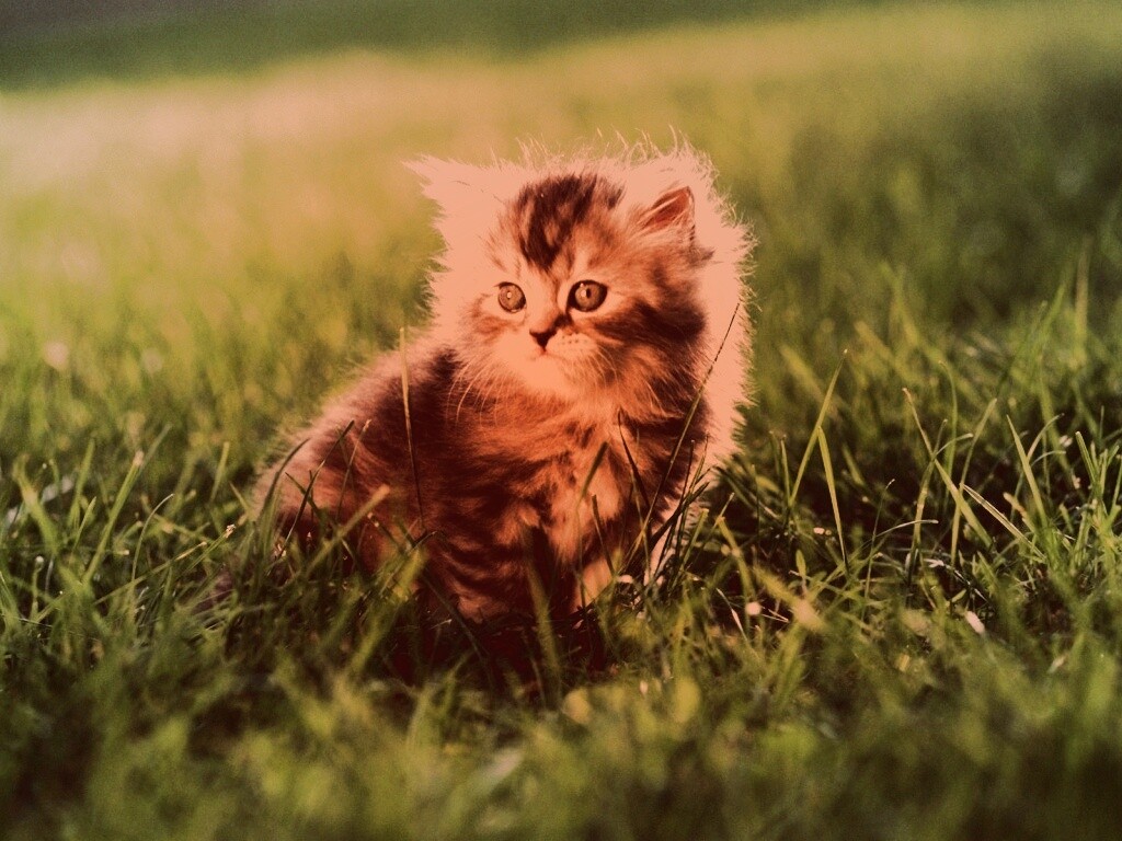 Пушистый котенок в траве обои