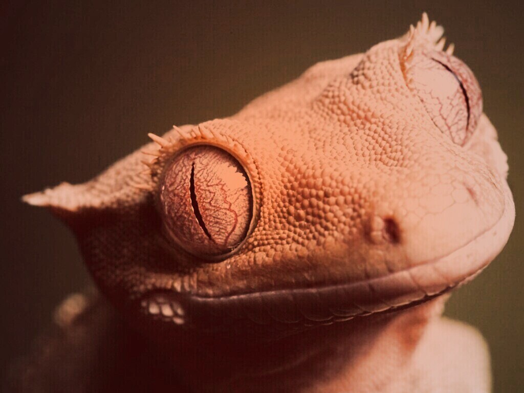 Лягушка обои