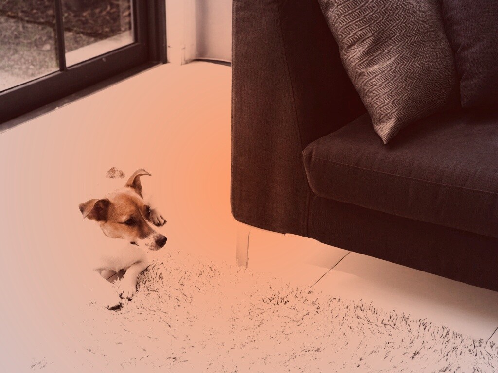 Собака обои