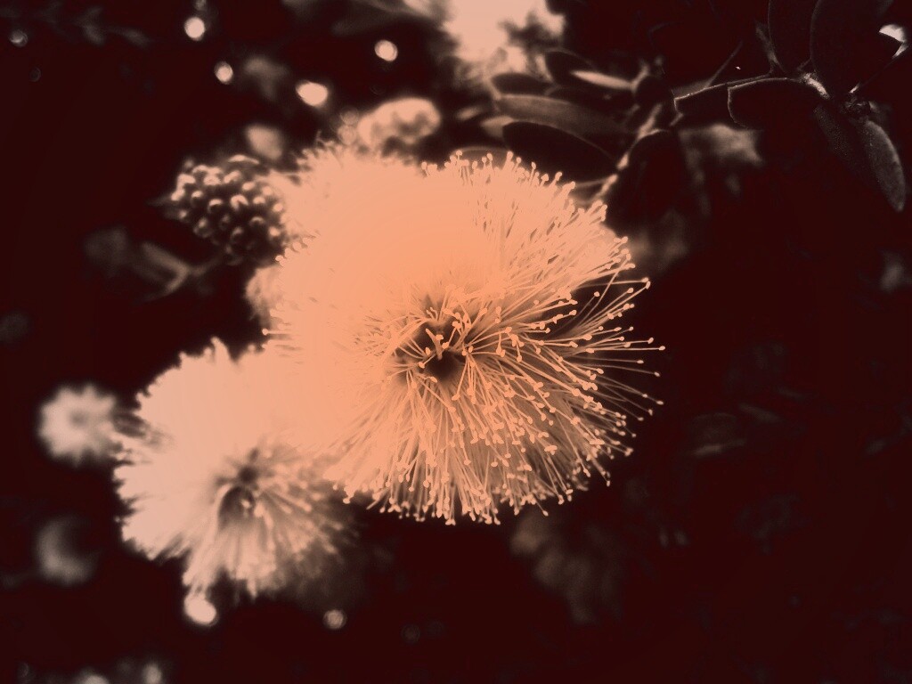 Сказочный цветок обои