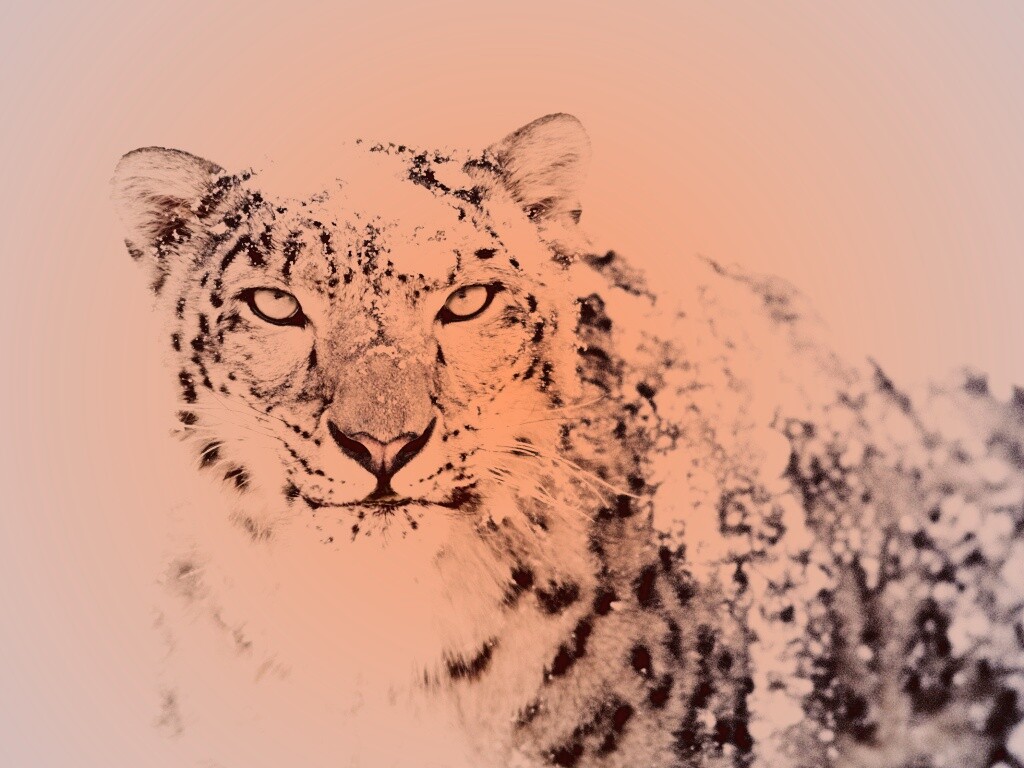 Снежный леопард обои