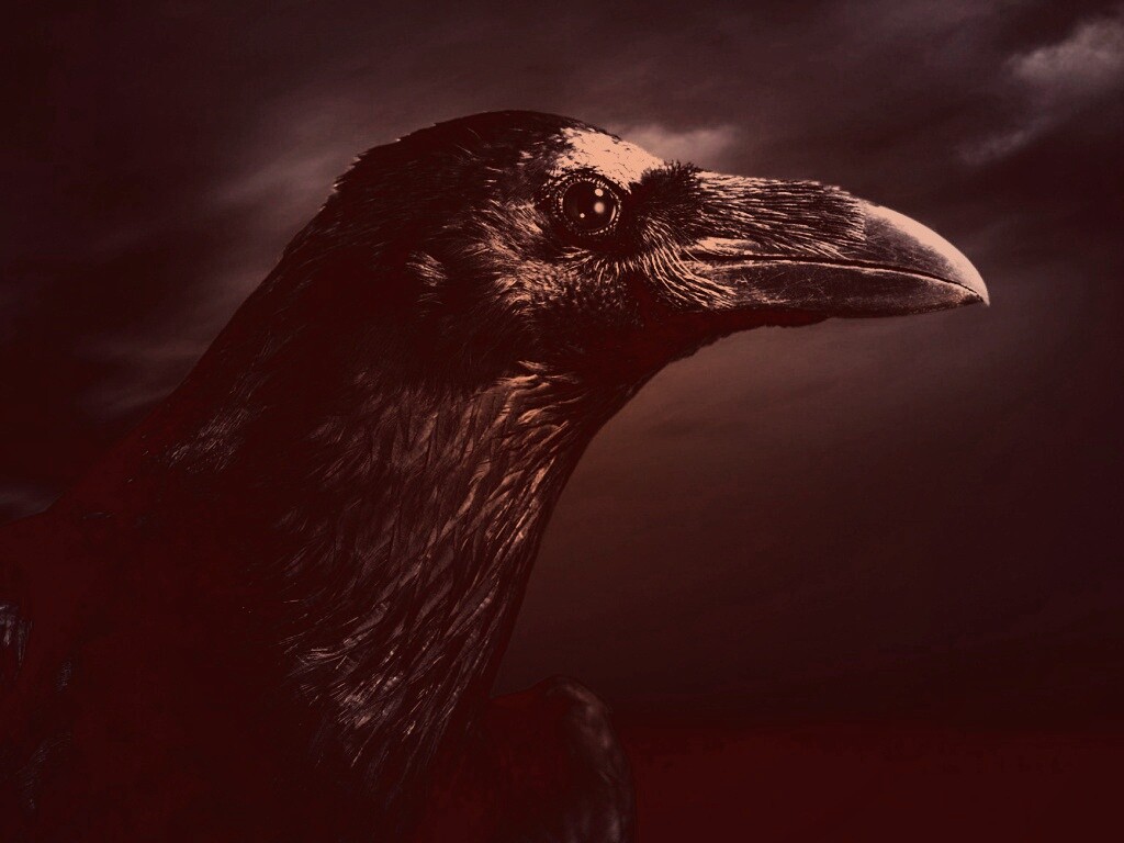 Ворон — гордая птица обои