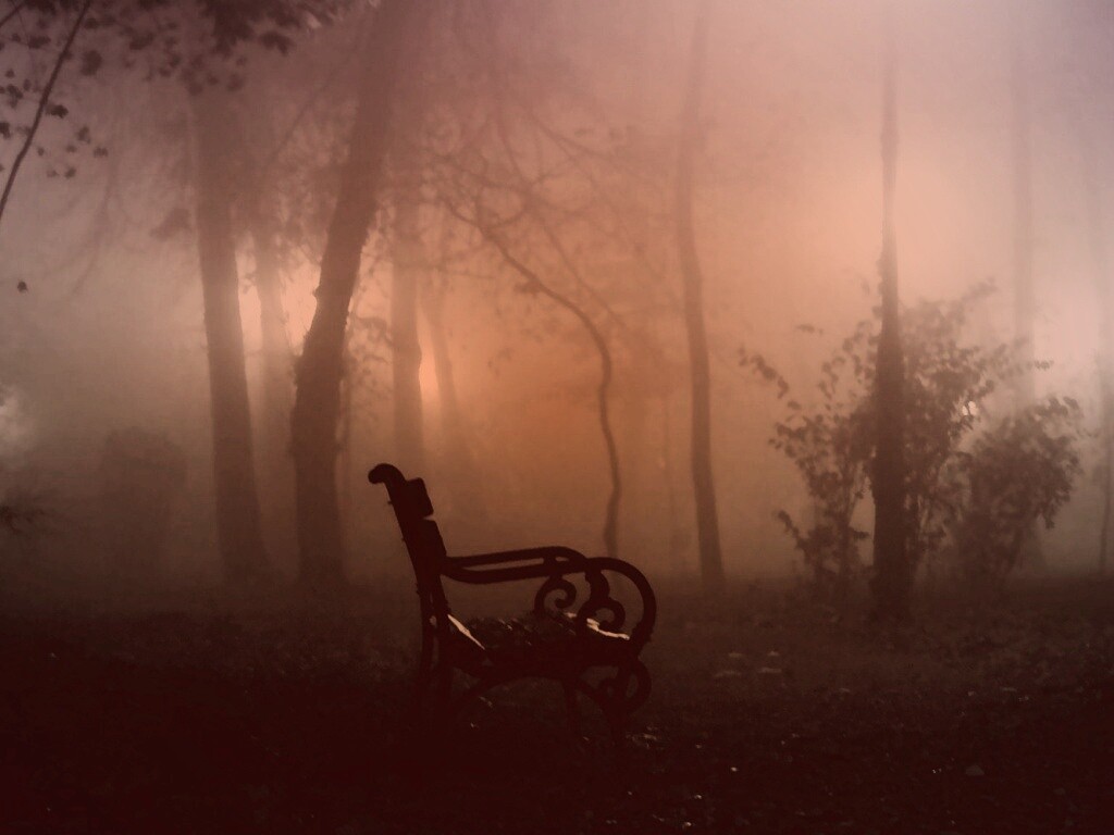 Темный лес обои