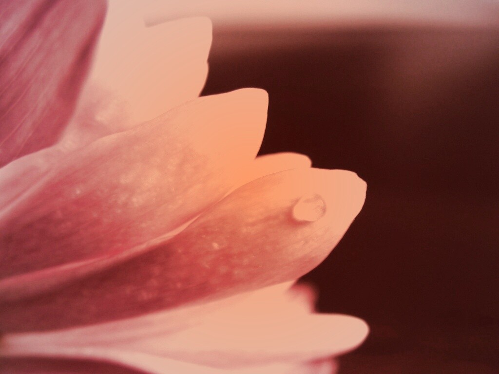 Капля на лепестке обои