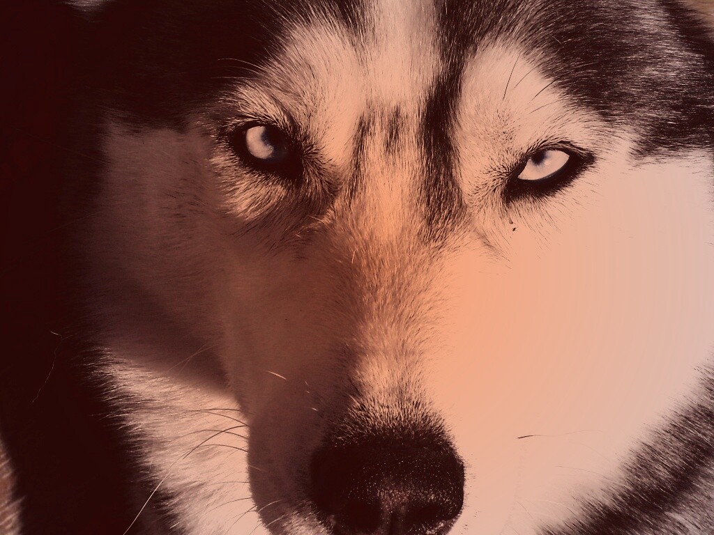 Собака с голубыми глазами обои