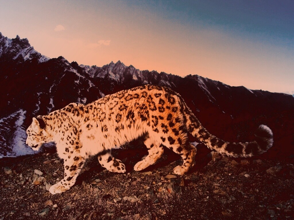 Леопард обои