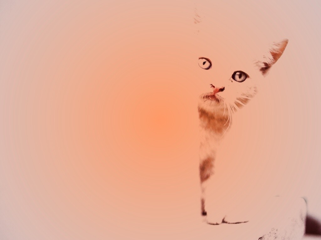 Котик из-за угла обои