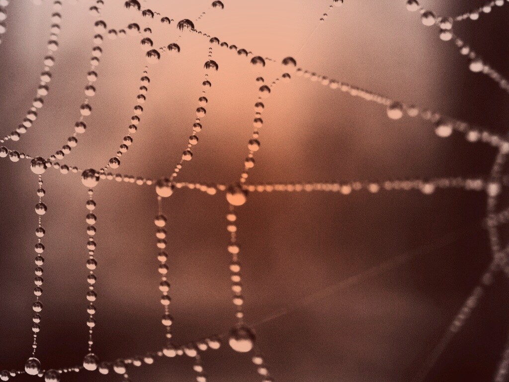 Капли на паутине обои