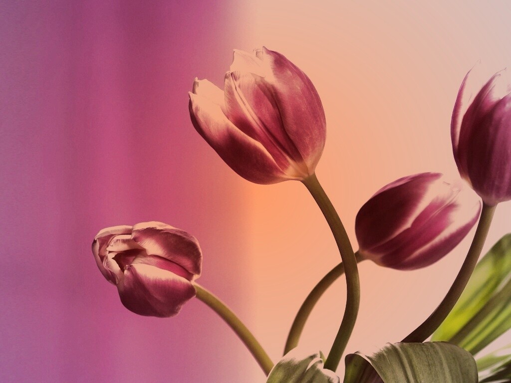 Сиреневые цветы обои