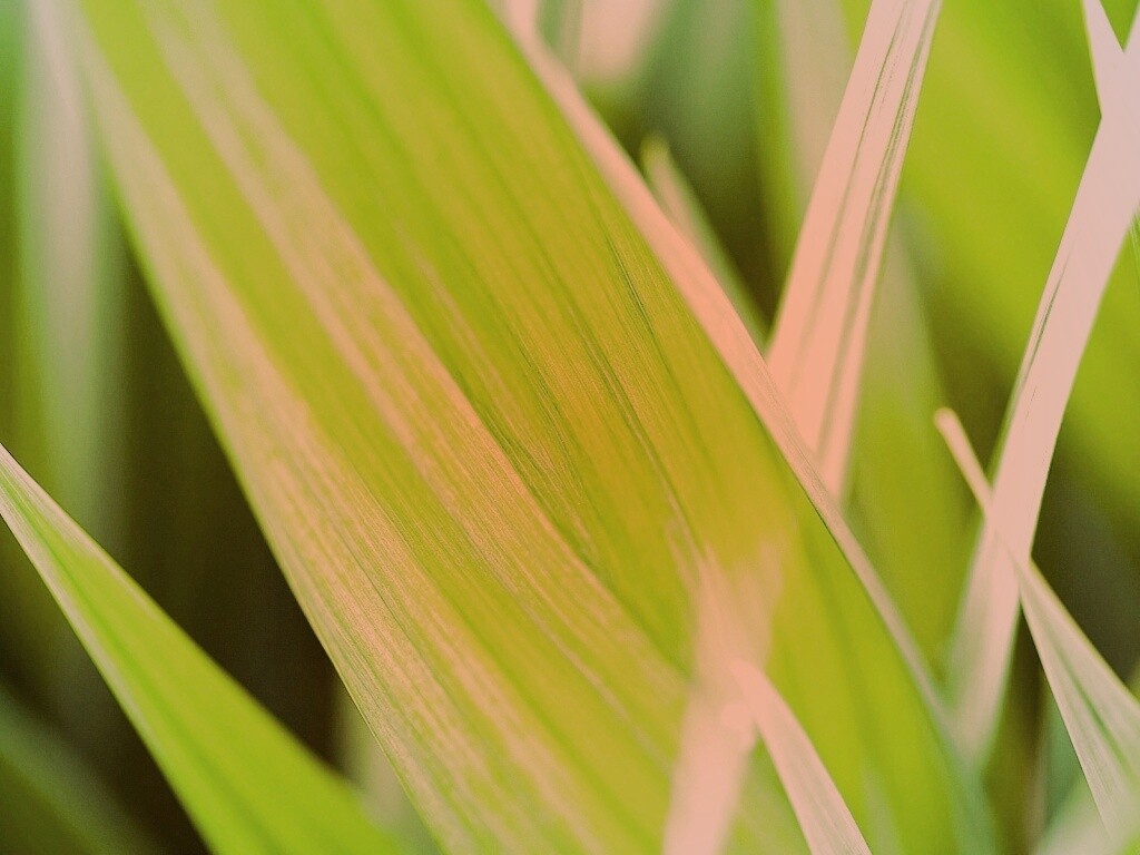 Идеальный кусочек зелени обои