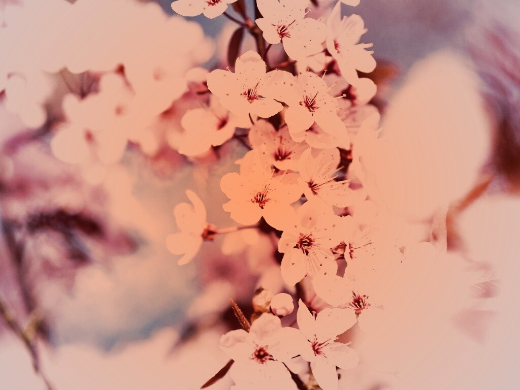Цветение вишни обои