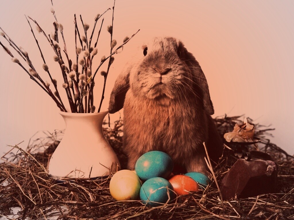 Пасхальный кролик обои