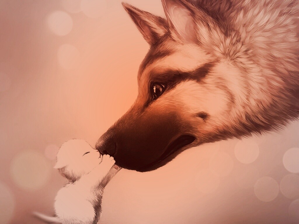 Овчарка и котенок обои