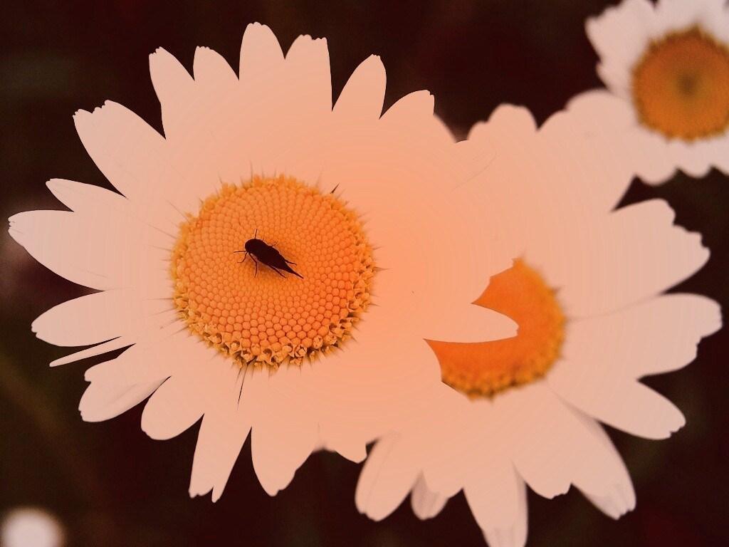 Ромашки обои