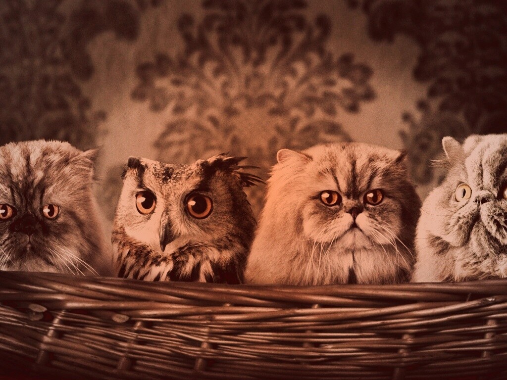 Чужой среди своих обои