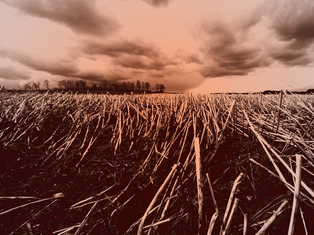 Убранное поле обои