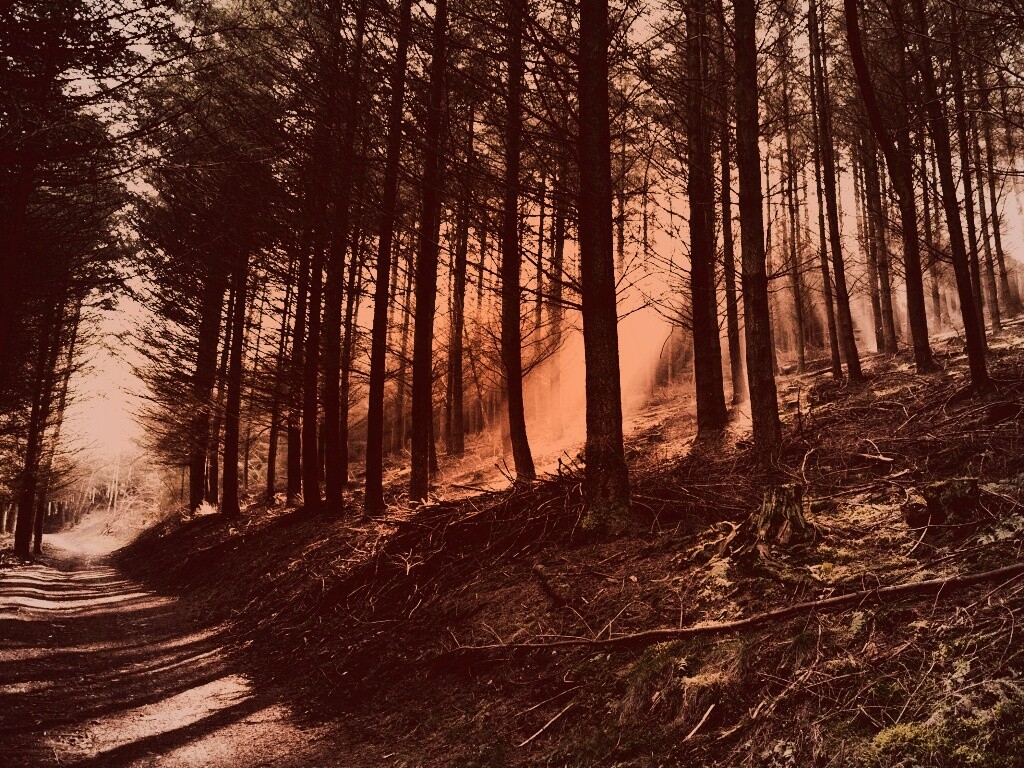 Лесная дорога обои