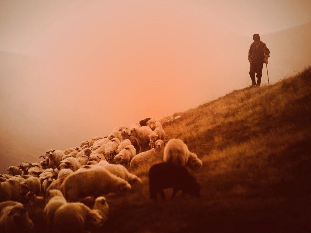 Пастух и стадо обои