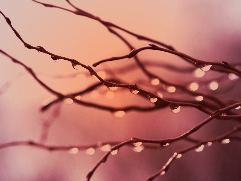 Капли на ветке обои
