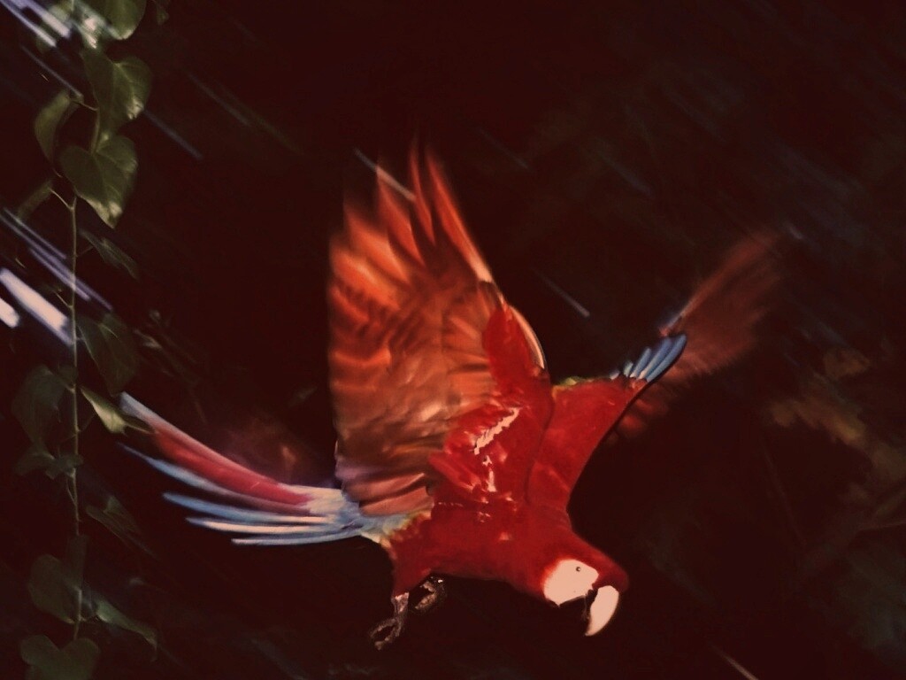 Рисованный ара обои