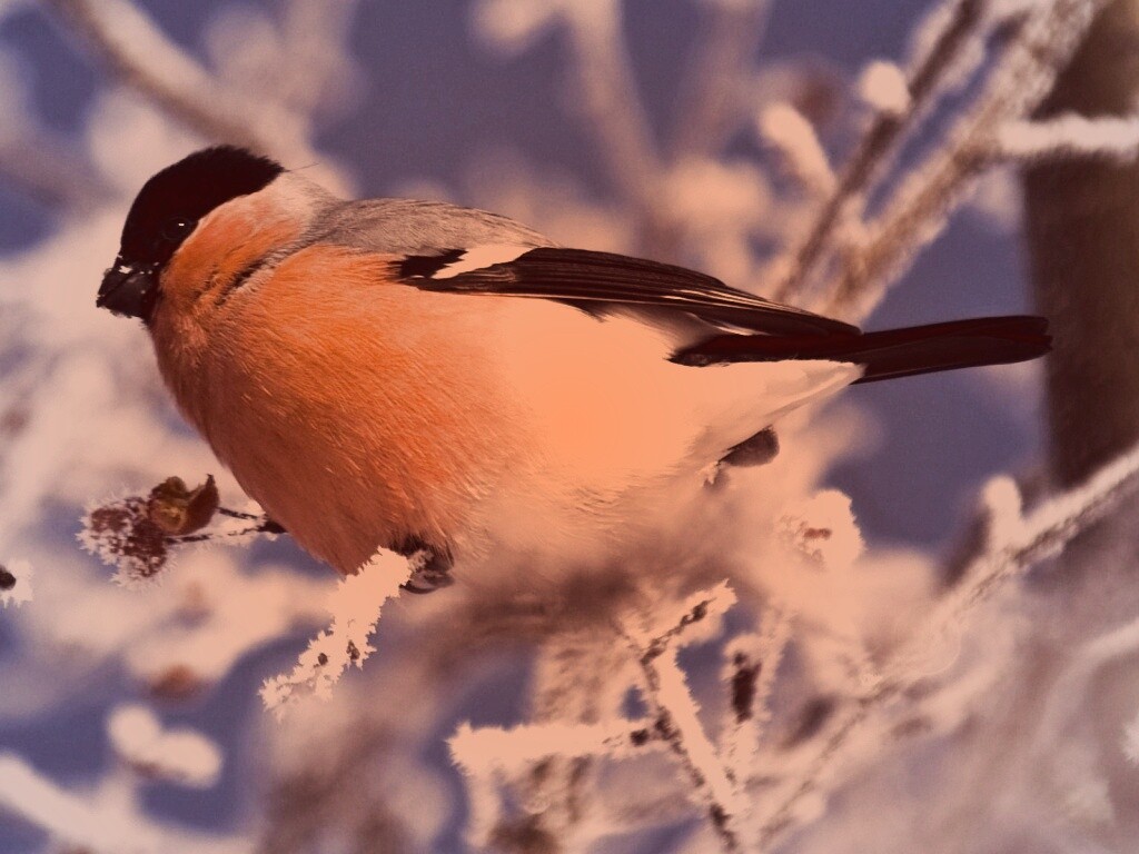 Снегирь на ветке обои