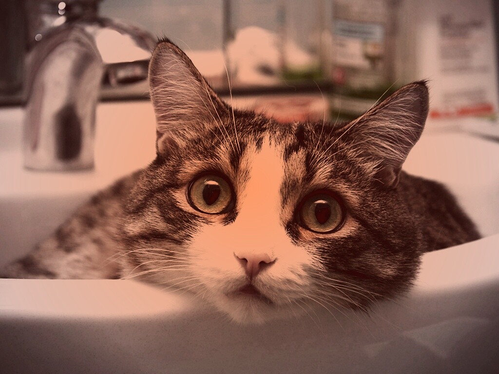 Кошак выглядывает из раковины обои