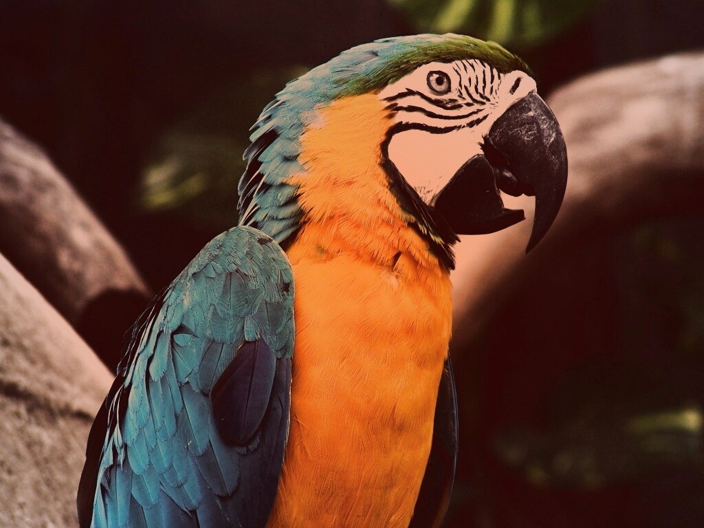 Разноцветынй попугай обои