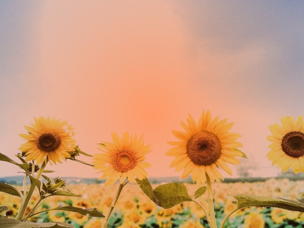 Подсолнухи не смотрят на солнце обои