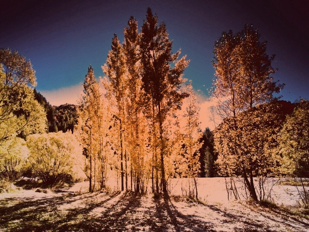 Осень в Новой Зеландии обои